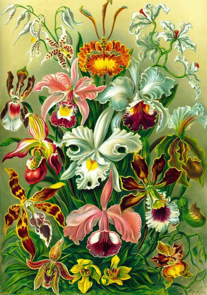ernst-haeckel-puzzle-orchid-1000-pieces-1751150615-0